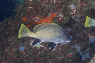 Brown meagre (Sciaena umbra) in the Mediterranean Sea near Hyères. Dive site Giens Peninsula, Côte