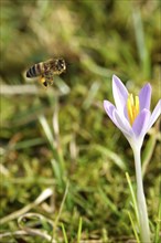 Crocus blossom and bee approaching, February, Germany, Europe