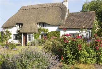 Garden around thatched country cottage in summer, Cherhill, Wiltshire, England property release