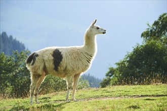 Llama (Lama glama) standing on a meadow in the mountains in tirol, Kitzbühel, Wildpark Aurach,