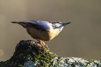 Eurasian Nuthatch, Sitta europaea bird in forest at winter sun