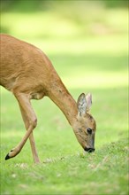 Roe deer (Capreolus capreolus) walking on a meadow next to the forest, Bavaria, Germany, Europe