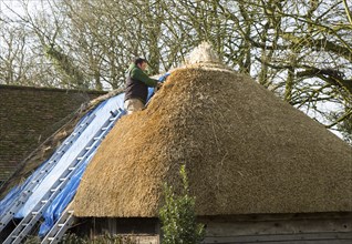 Thatcher working on roof of house, Alton Priors, Wiltshire, England, UK