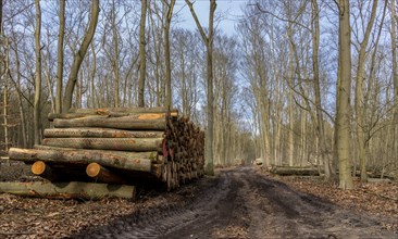 Pile of wood in the forest, Berlin suburbs, Germany, Europe