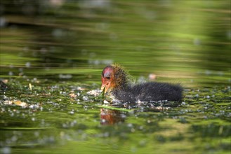 Eurasian Coot rail, coot (Fulica atra), young bird, feeding, Krickenbecker Seen, North