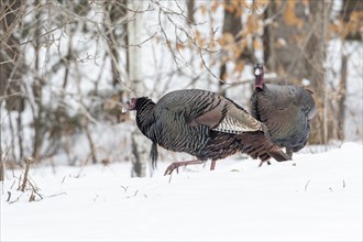 Wild turkeys (Meleagris gallopavo) feeding together in a snow-covered corn field .They eat the