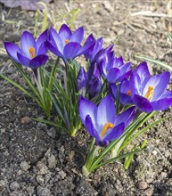 Crocuses blooming in the botanical garden in spring