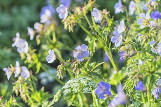 Blooming geraniums in the garden in summer