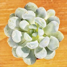 Beautiful little plant, succulent in a small flower pot. on the wooden background