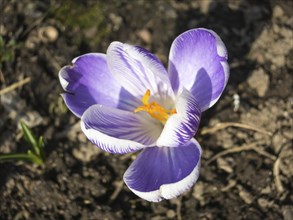 Crocuses blooming in the botanical garden in spring