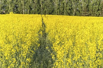 A yellow canola field with green tractor track and forest on background