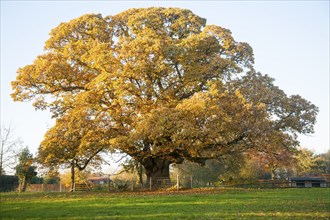 Orange brown sweet chestnut tree, Castanea saliva, autumn leaves Woodborough, Wiltshire, England,