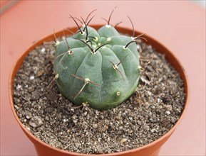 Beautiful succulent plant in greenhouse. Closeup, floral patterns, selective focus