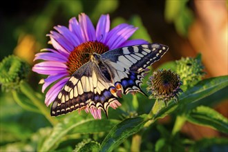 Swallowtail (Papilio machaon), sucking nectar, Upper Bavaria, Bavaria, Germany, Europe