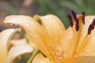 Colorful orange lily in a botanical garden