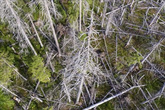 Aerial photo of dead spruces, due to infestation by bark beetles, Oderbrück, 19/07/2020