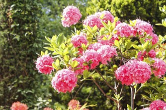 Decorative trees. shrubs and flowers in the garden: spruce, arborvitae, pine, fir, juniper,