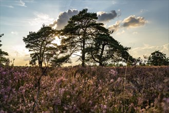 Osterheide, heather blossom of the broom heather, in the Lüneburg Heath nature reserve, Lower