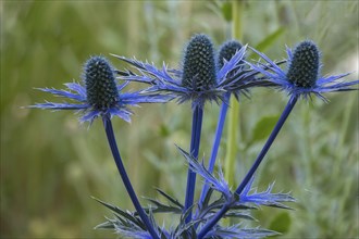 Eryngium planum, blue hobbit, sea holly, thistle, Münsterland, North Rhine-Westphalia, Germany,