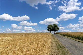 Field path, grain field, trees, blue sky, slightly cloudy, landscape in East Westphalia-Lippe, near