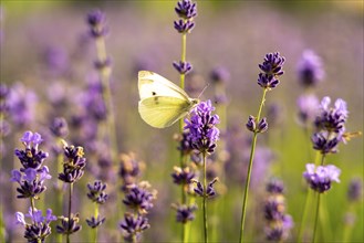 Small white, butterfly, on lavender fields in East Westphalia Lippe, OWL, near the village of