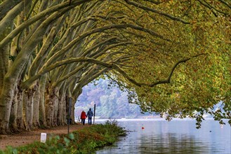 Platanen Allee, Weg am Lake Baldeney, near Haus Scheppen, in Essen, autumn, North Rhine-Westphalia,