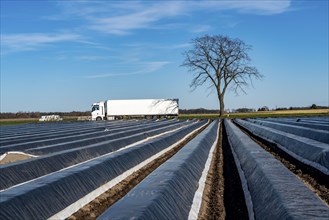 Agriculture on the Lower Rhine, early season, asparagus cultivation in spring, under plastic