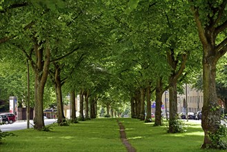 Europe, Germany, Hanseatic City of Hamburg, Altona district, Palmaille, footpath between the trees,