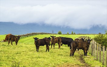 Cows and Farms in Yorkshire Dales National Park, North Yorkshire, England, United Kingdom, Europe