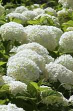 Flower impressions, Ball hydrangea Annabelle, (Hydrangea arborescens Annabelle)