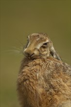 Brown hare (Lepus europaeus) adult animal washing itself, Suffolk, England United Kingdom