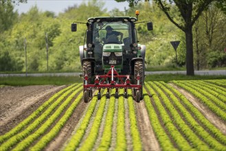 Agriculture, lettuce growing in a field, Lollo Bionda and Lollo Rossa, in long rows of plants,