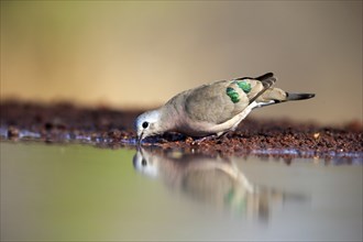 Emerald-spotted wood dove (Turtur chalcospilos), adult, at the water, drinking, Kruger National