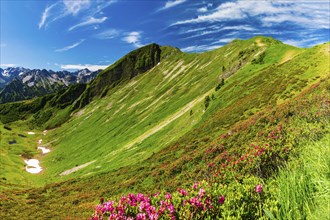 Alpine rose blossom (rhododendron) on the Fellhorn, 2038m, Allgäu Alps, Bavaria, Germanyopa