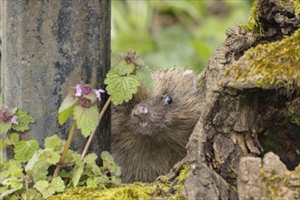 European hedgehog (Erinaceus europaeus) adult animal in a garden, England, United Kingdom, Europe