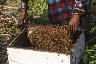 Bee keepers working in a bee farm near a masturd field in a village in Barpeta district of Assam in