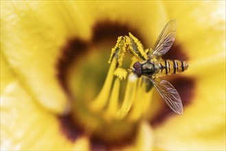 Hoverfly (Syrphus balteatus) on daylily (Hemerocallis), Emsland, Lower Saxony, Germany, Europe