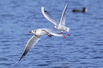 Two black-headed gulls (Chroicocephalus ridibundus) adult seagulls in non-breeding plumage flying