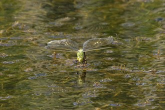 Emperor dragonfly (Anax imperator) adult female insect laying its eggs in the water of a pond,