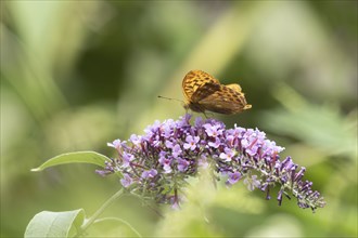 Silver-washed fritillary butterfly (Argynnis paphia) adult insect feeding on a purple garden