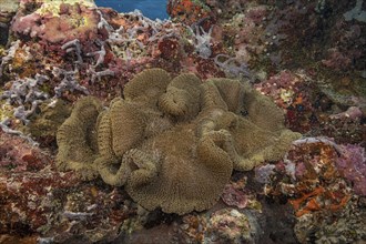 Carpet anemone (Stichodactyla haddoni) Sea anemone lies in colourful coral reef on stony corals