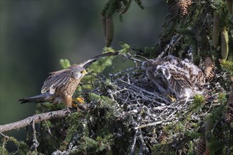 Common kestrel (Falco tinnunculus) at the nest with young birds, Daun, Eifel, Rhineland-Palatinate,