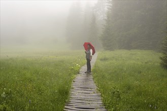 Woman 60-65 with umbrella in the Hühnermoos on a cloudy day with fog, a high moor at the Söllereck