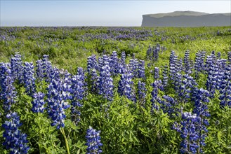 Flowering lupins, Icelandic landscape, Iceland, Europe