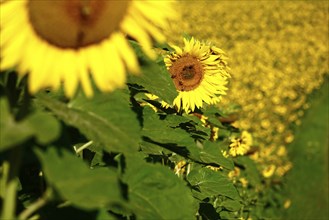 Sunflowers (Helianthus annuus), July, Saxony, Germany, Europe