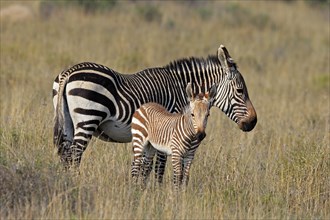 Cape Mountain Zebra (Equus zebra zebra), adult, juvenile, mother with juvenile, female, Mountain