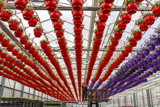 Horticultural business, flower pots, so-called petunia ampel, grow in a greenhouse, under the glass