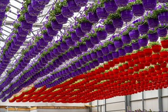 Horticultural business, flower pots, so-called petunia ampel, grow in a greenhouse, under the glass