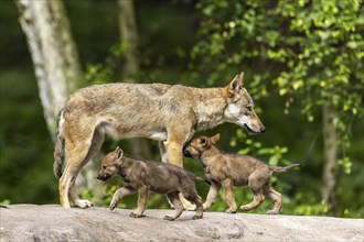 A wolf walks through a wooded area with two pups, appearing to guide and protect them, European