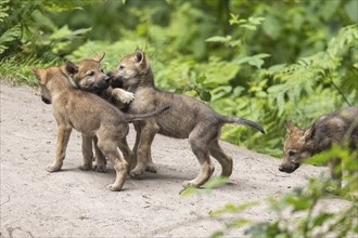 A group of young gray wolves (Canis lupus) pups, Germany, Europe